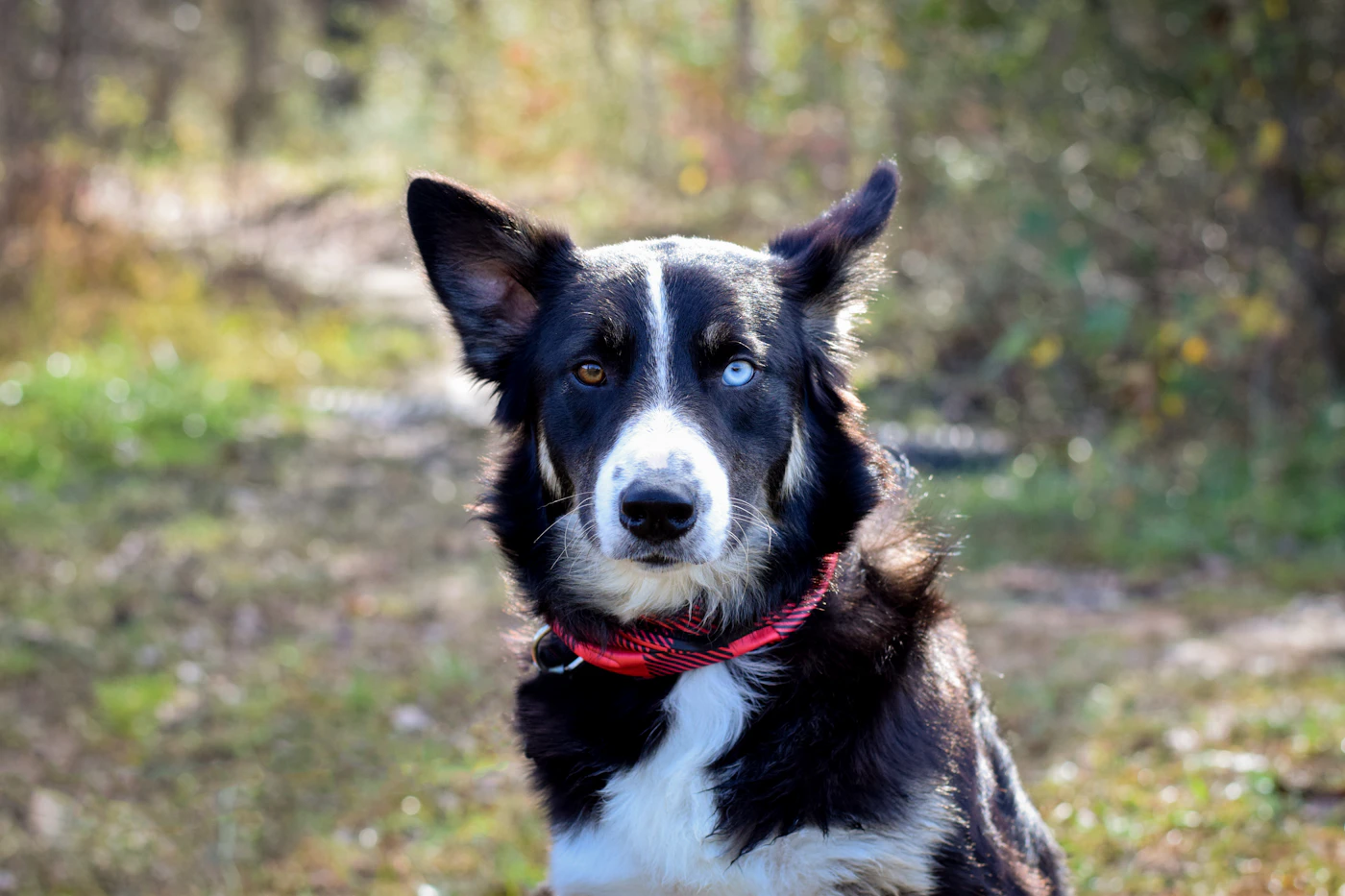 Border Collie en blanco y negro, retrato