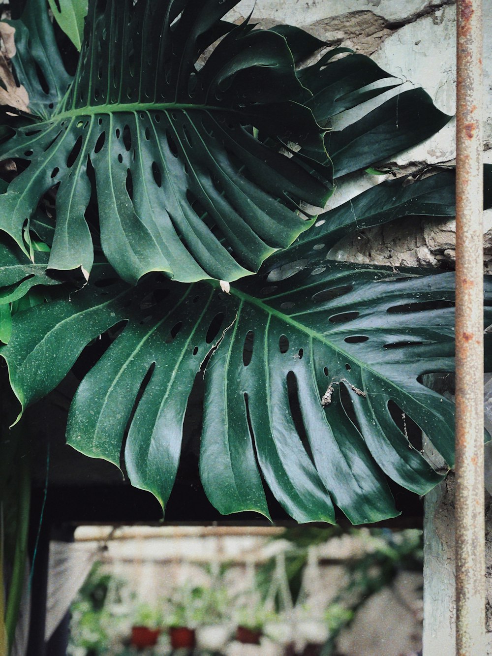 green leaf plant during daytime