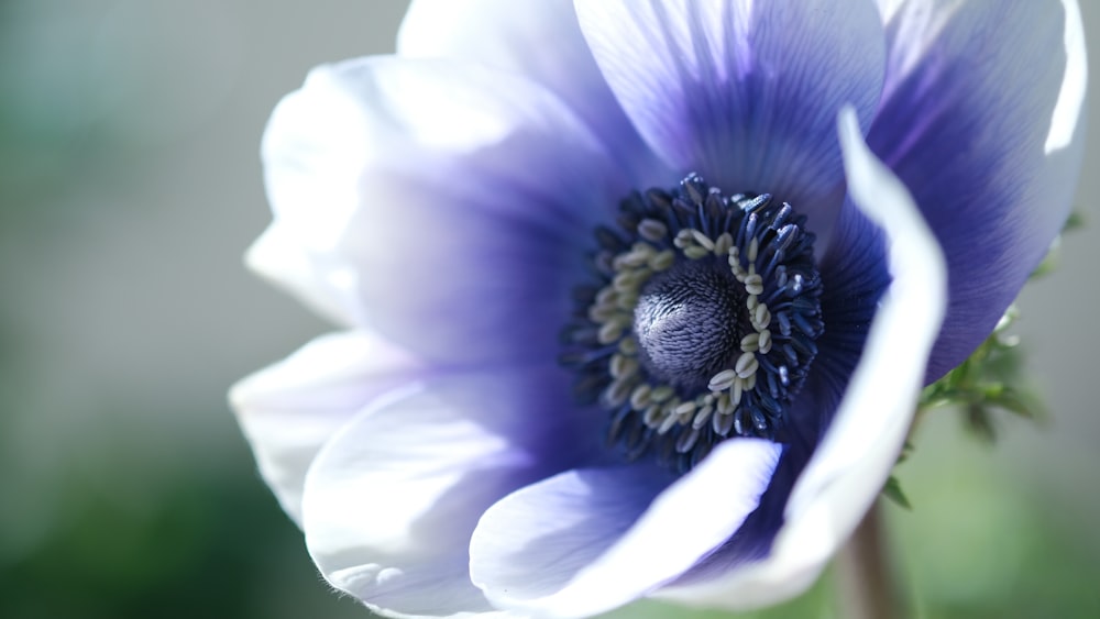 fleur violette dans la photo macro