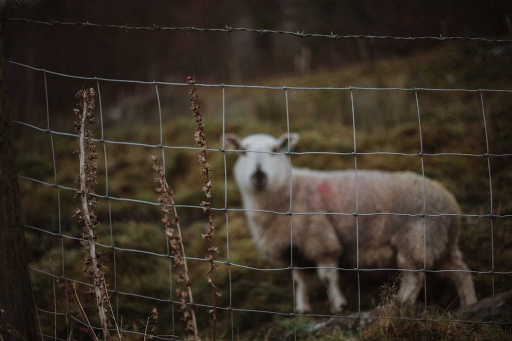 white sheep on brown wooden fence during daytime