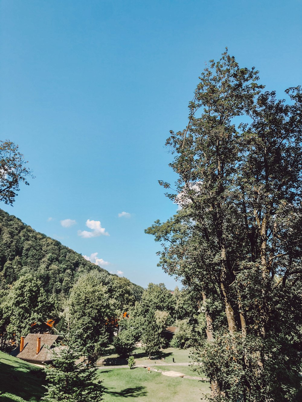 green trees on mountain under blue sky during daytime