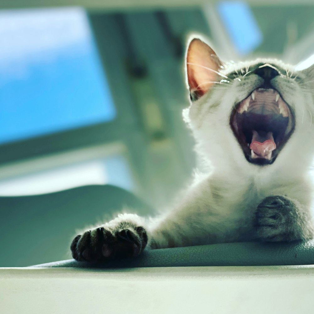 white and black cat lying on white table