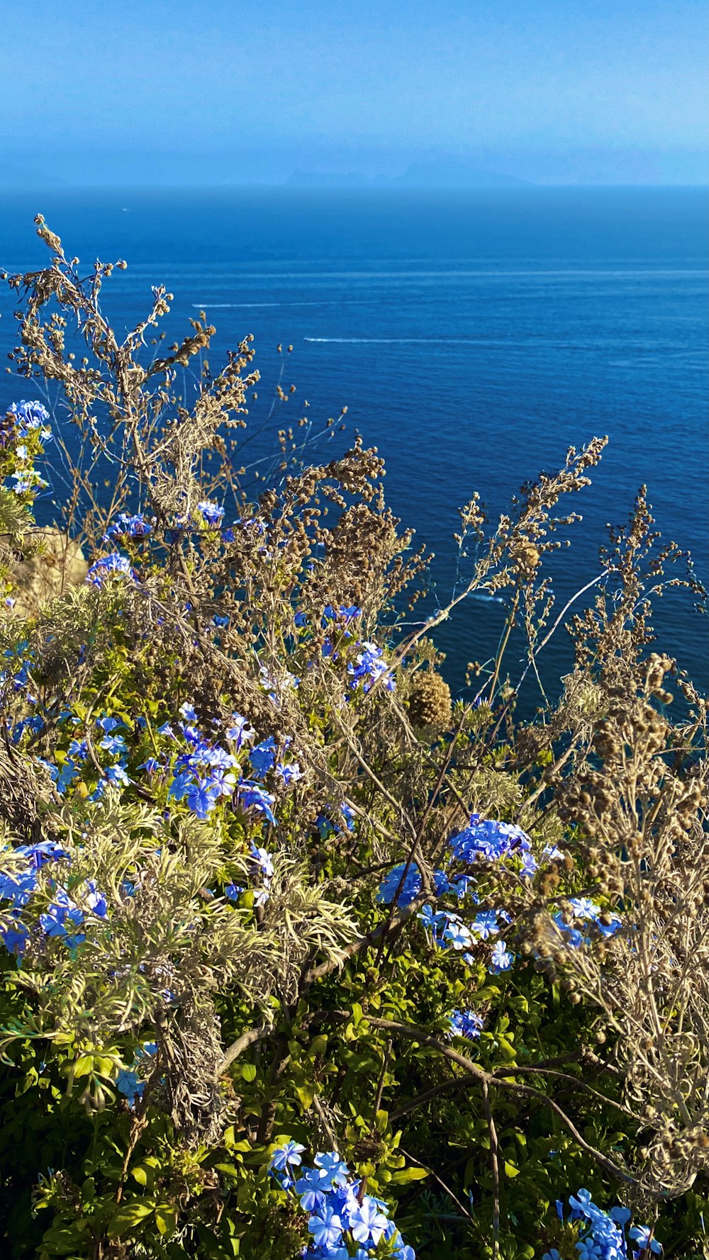 blue flowers beside body of water during daytime