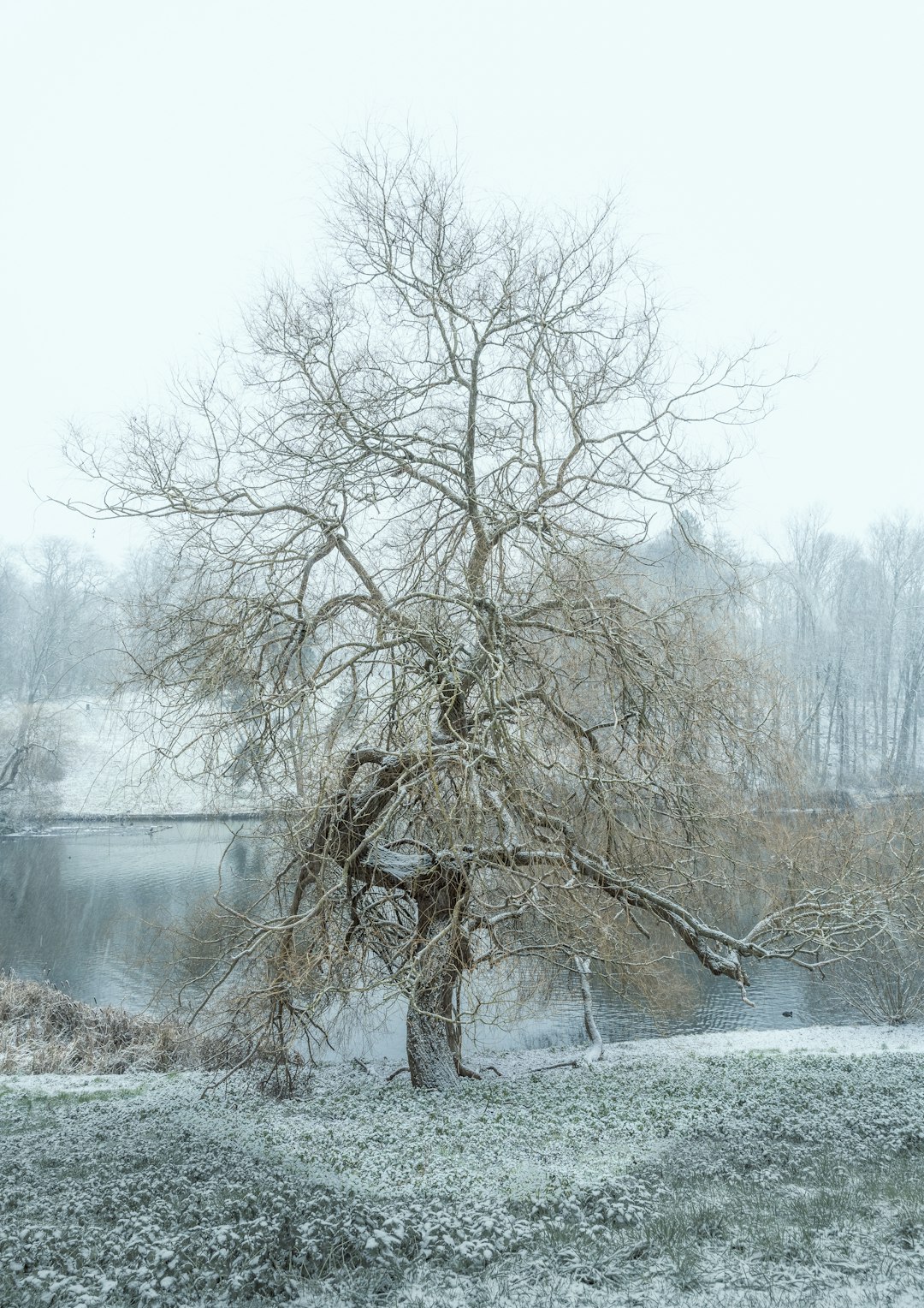 bare trees near river during daytime