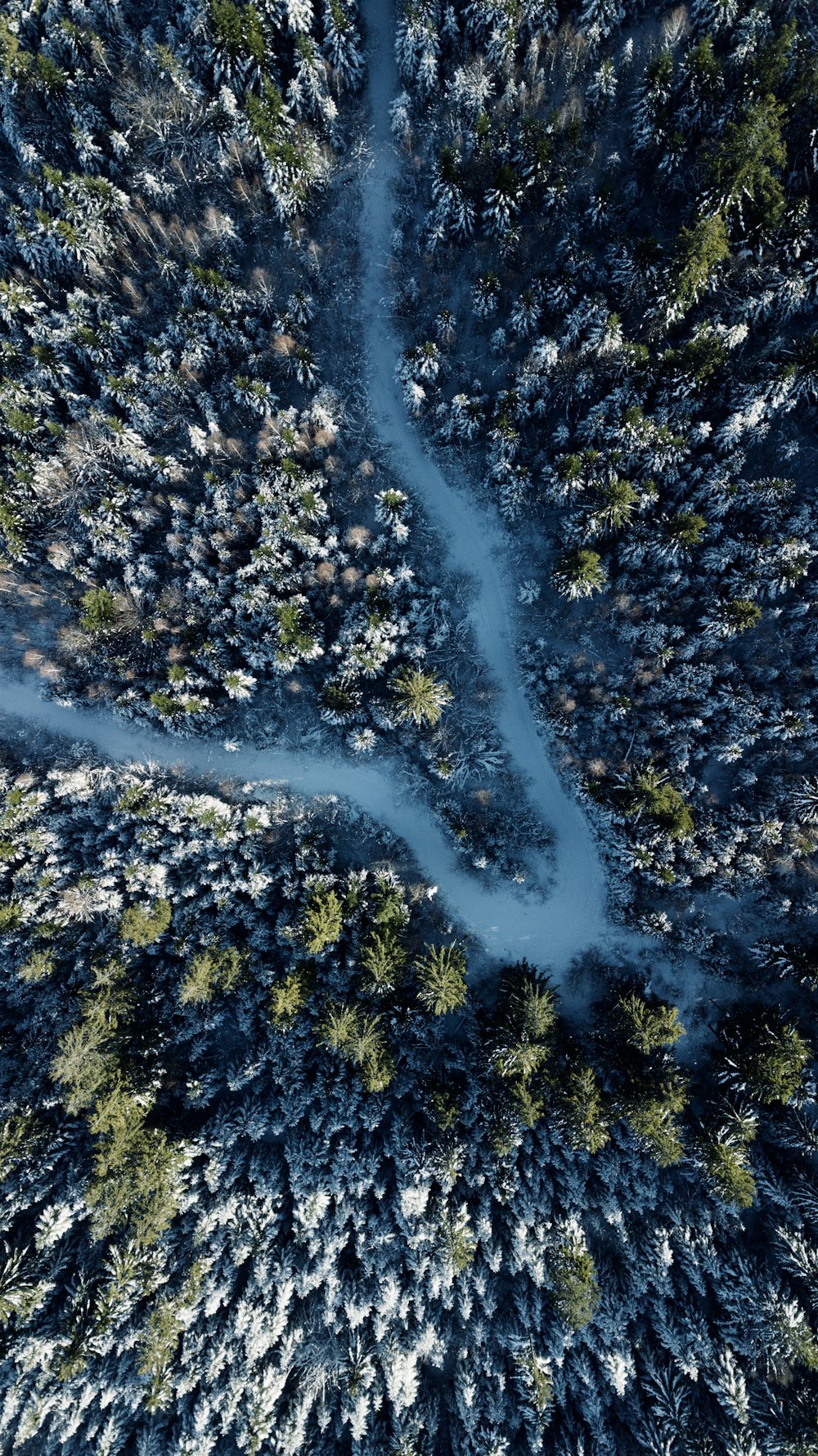 Luftaufnahme von grünen Bäumen und weißem Schnee
