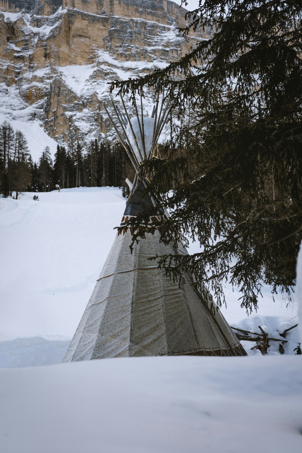 brown bare tree on snow covered ground during daytime