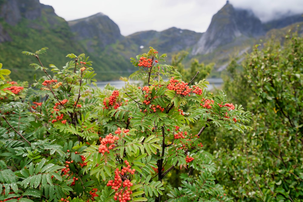 red and green plant with green leaves