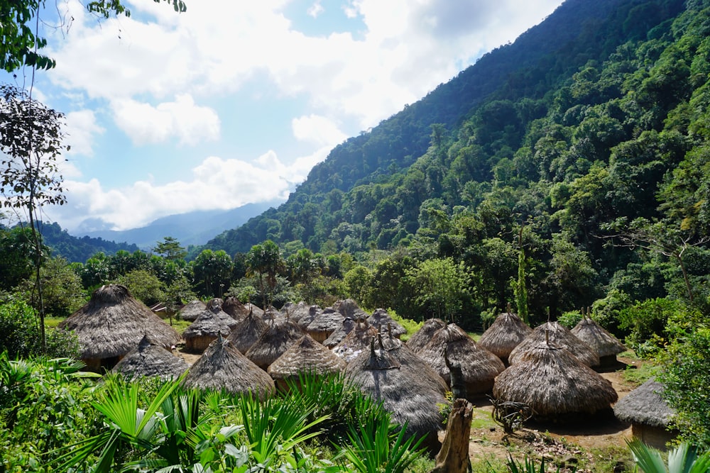 erba verde e alberi vicino alla montagna durante il giorno