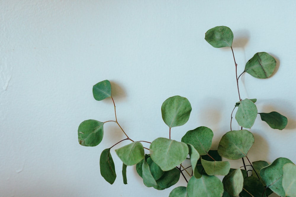 green leaves on white wall