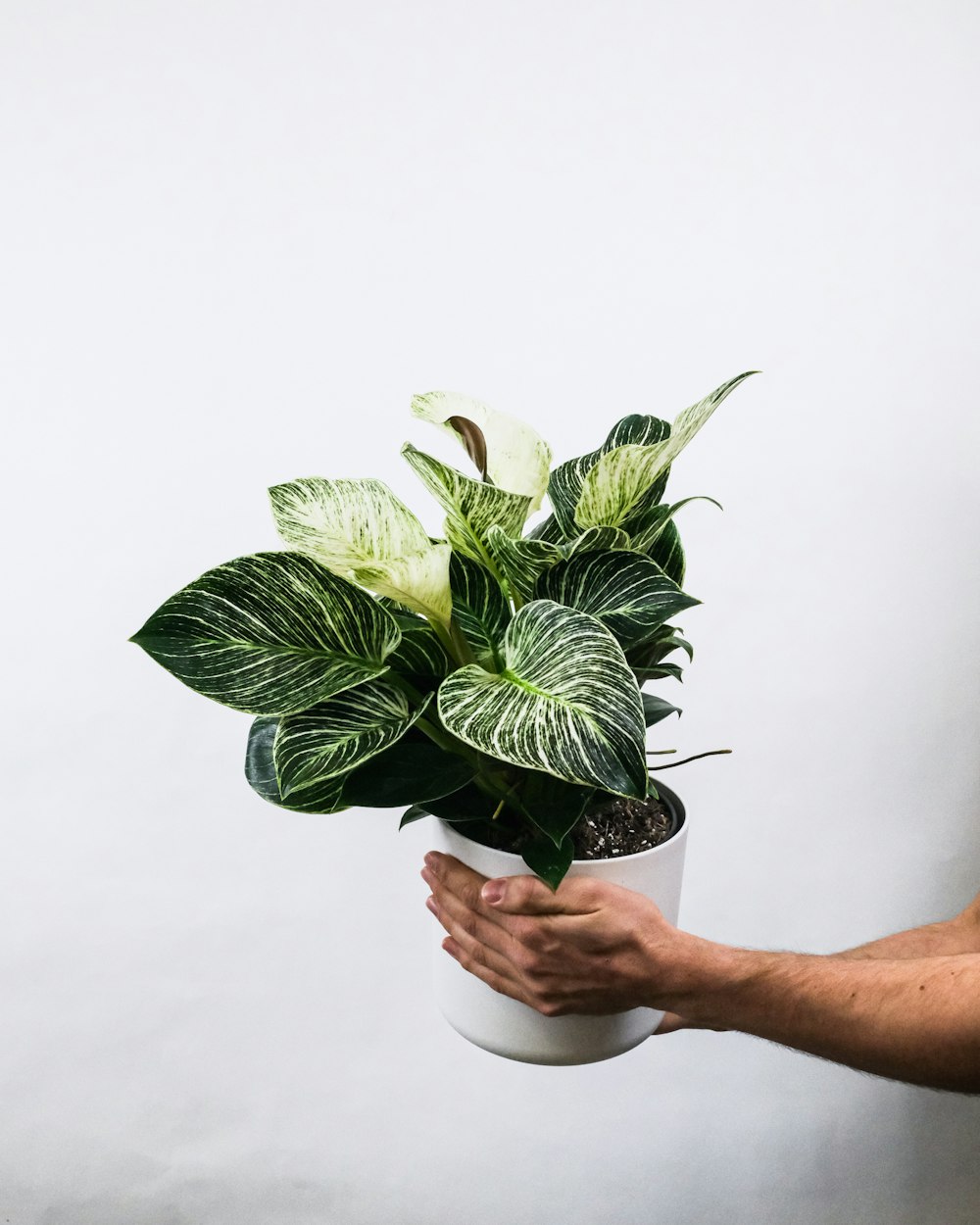 personne tenant une plante verte sur un pot blanc