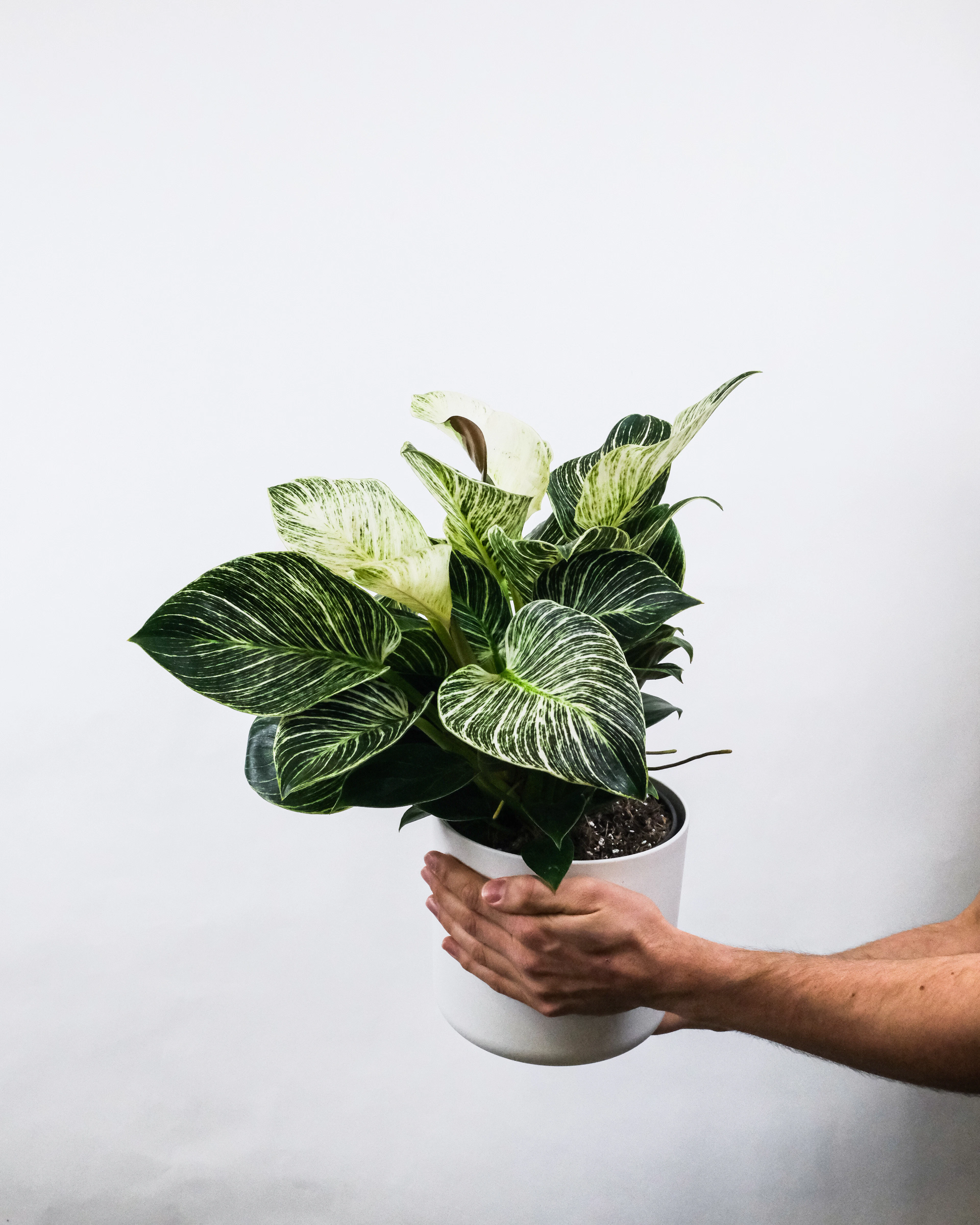 Philodendron Birkin held in a white pot