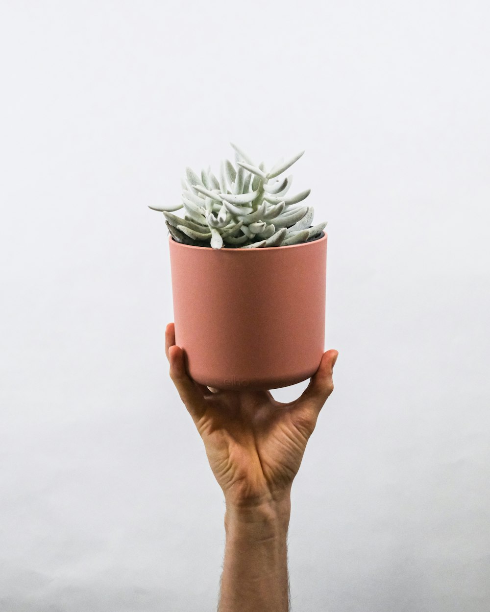 person holding green plant in brown pot