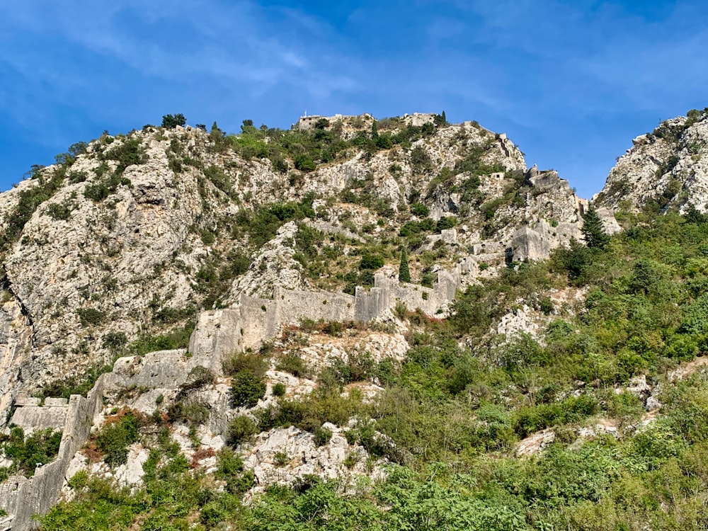 white and green trees on mountain under blue sky during daytime