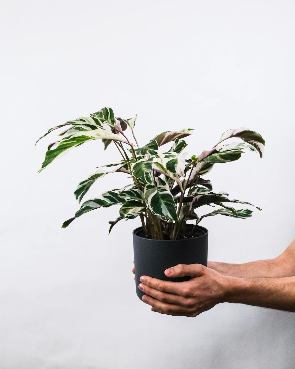 Calathea White Fusion Care UK: The Variegated Challenge