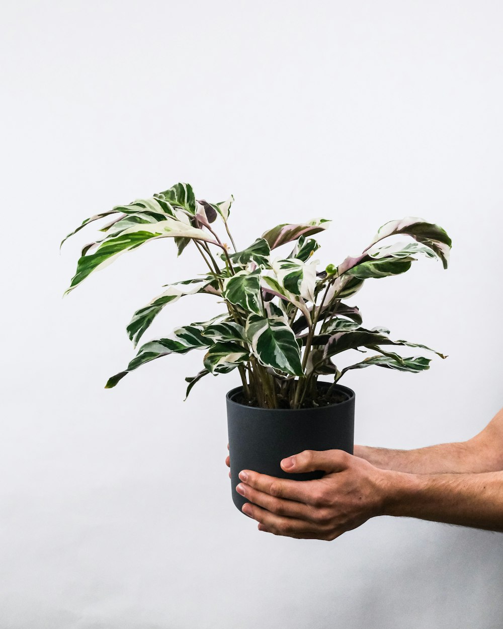 person holding green plant on black pot