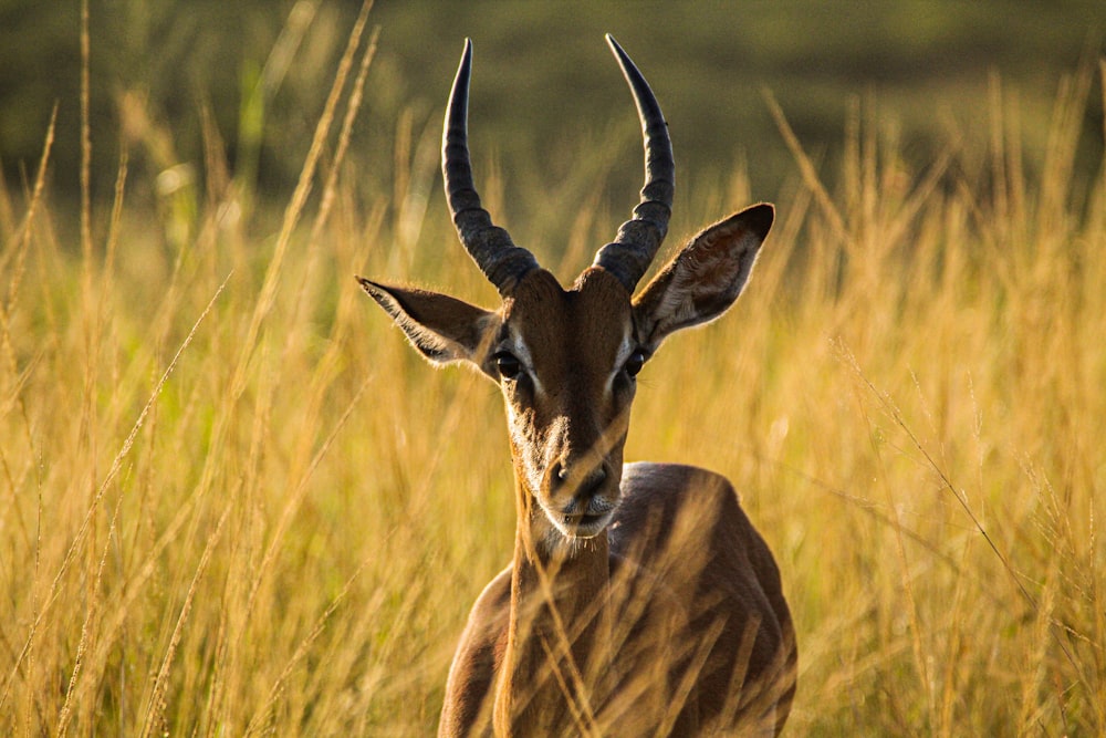 brown deer on brown grass field during daytime