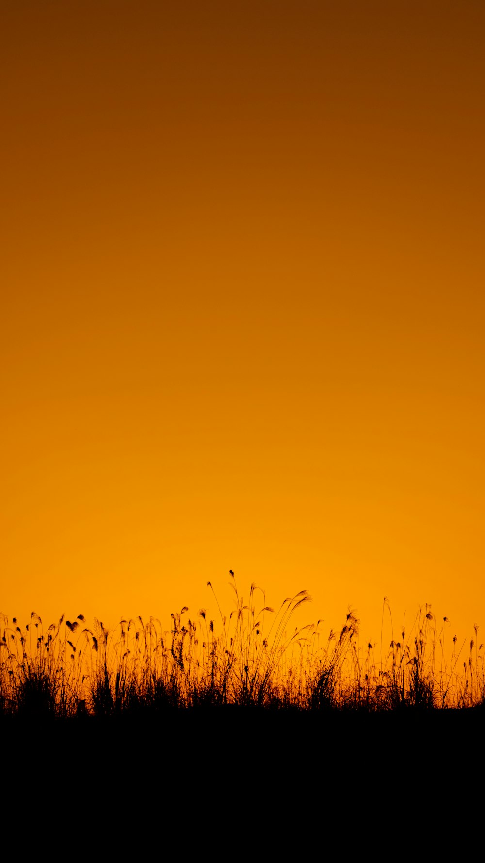 green grass under blue sky during daytime