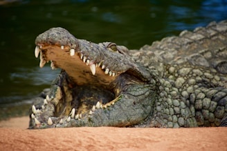 crocodile on body of water during daytime