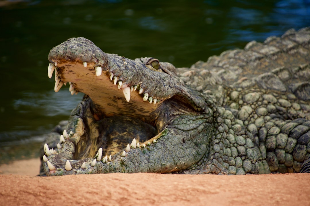  crocodile on body of water during daytime crocodile