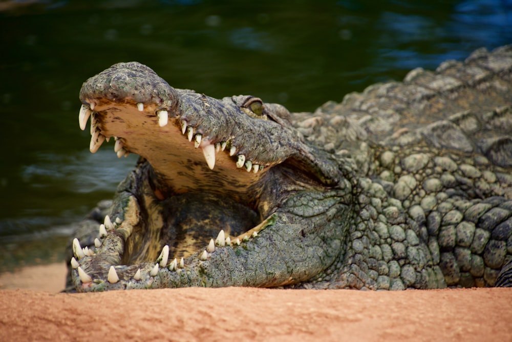 crocodile on body of water during daytime