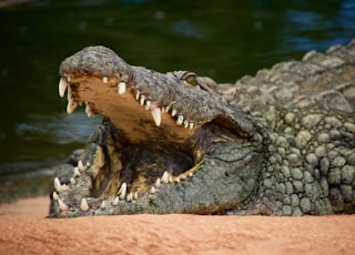 crocodile on body of water during daytime