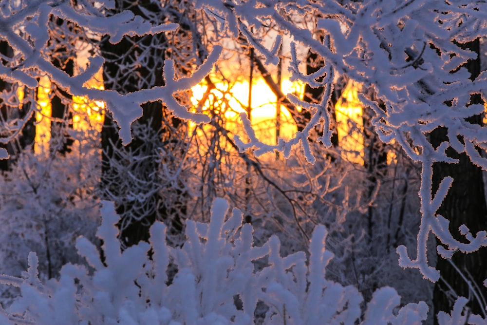 snow covered trees during daytime