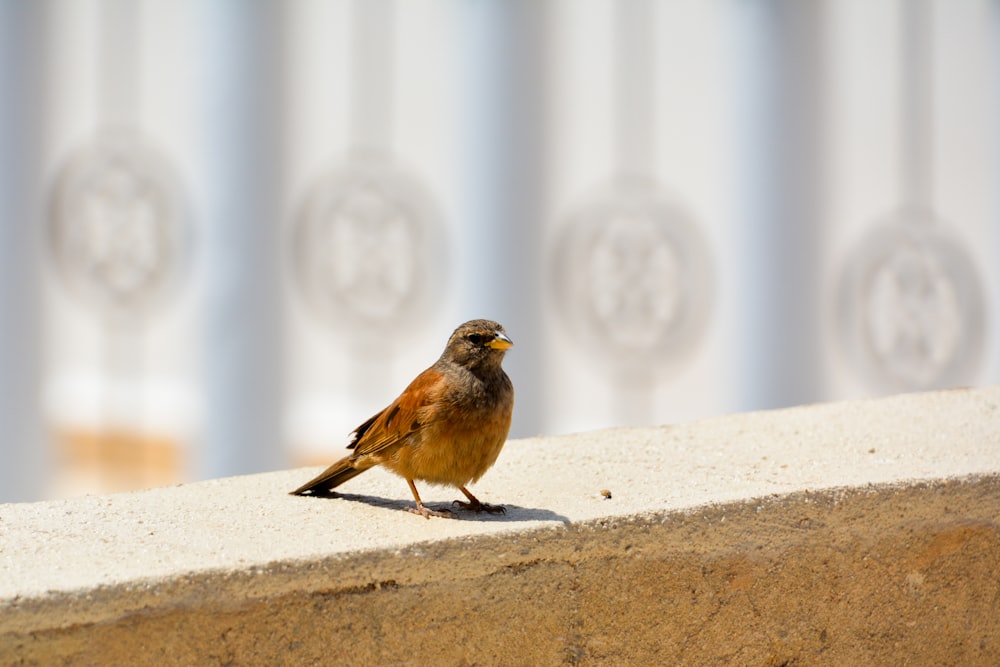 brown and black bird on white concrete wall