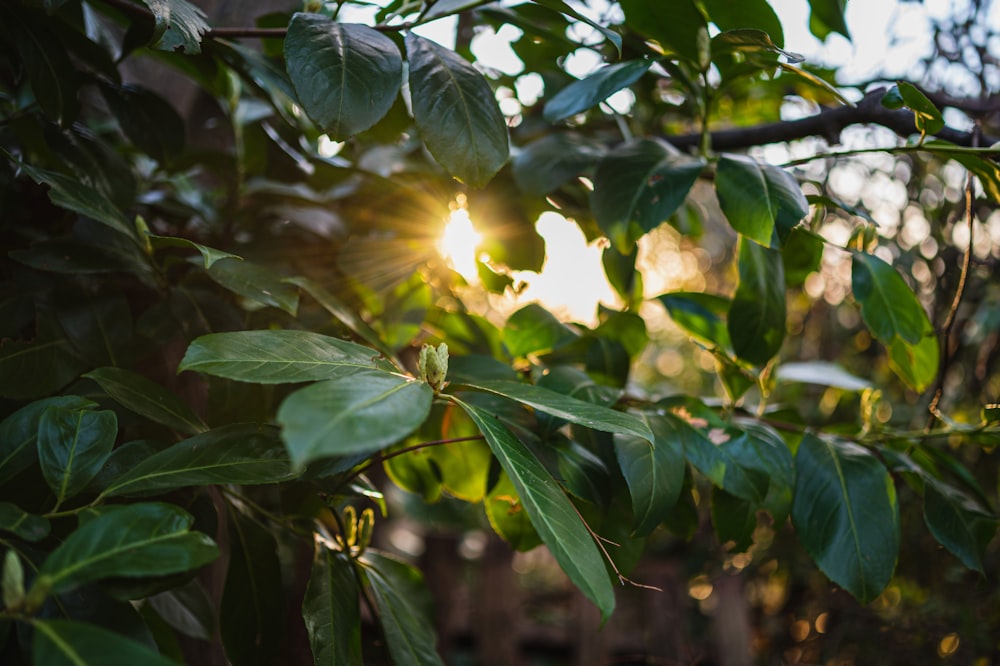 green leaves during day time