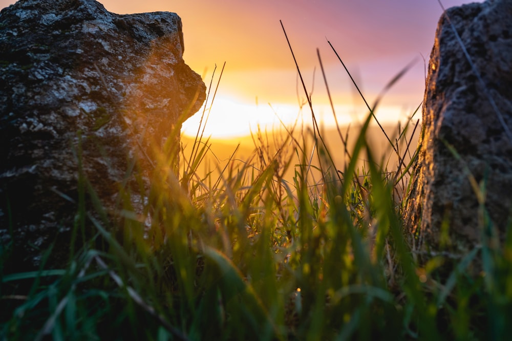 brown rock on green grass during sunset