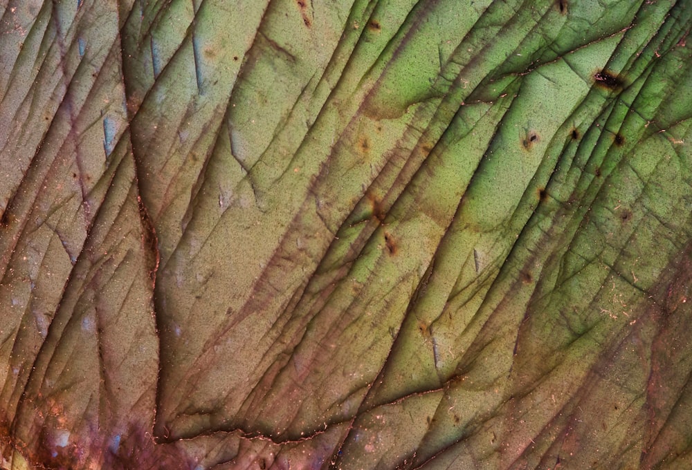 green and brown leaf plant