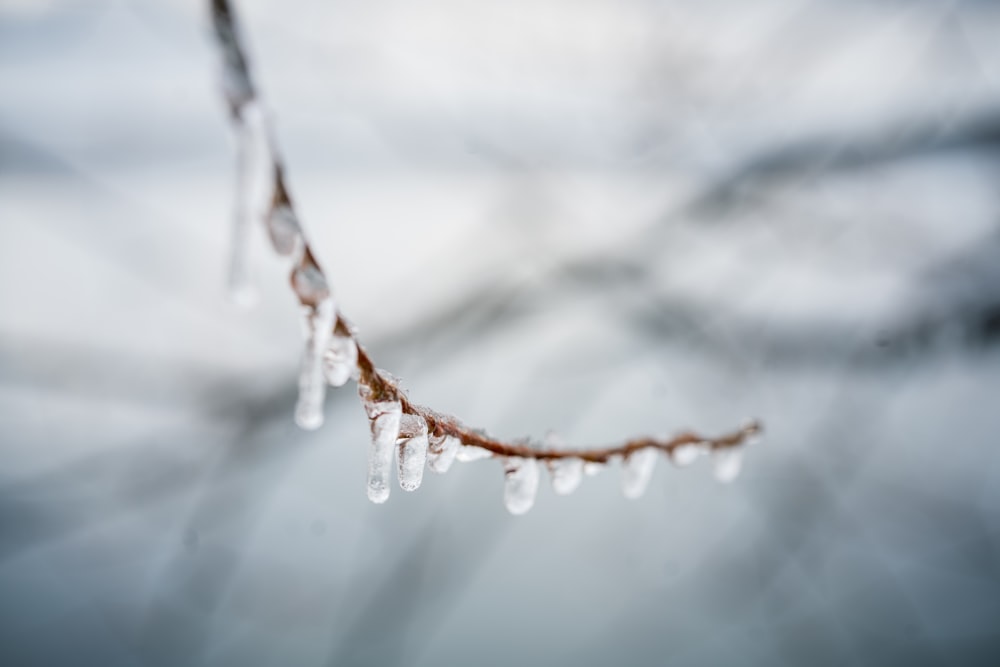 water droplets on brown stem