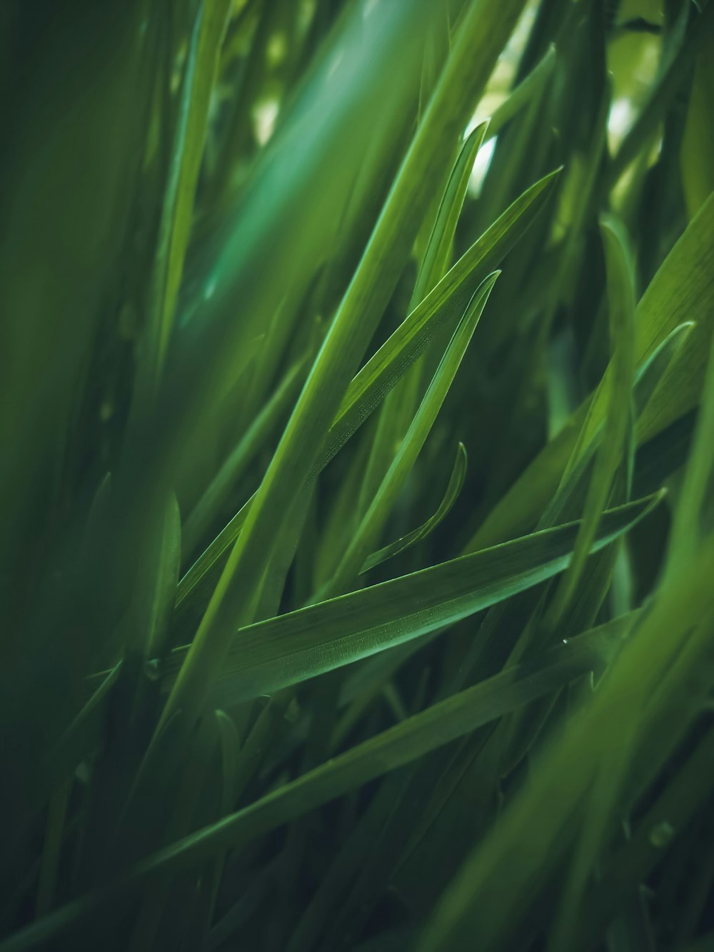 green grass in close up photography