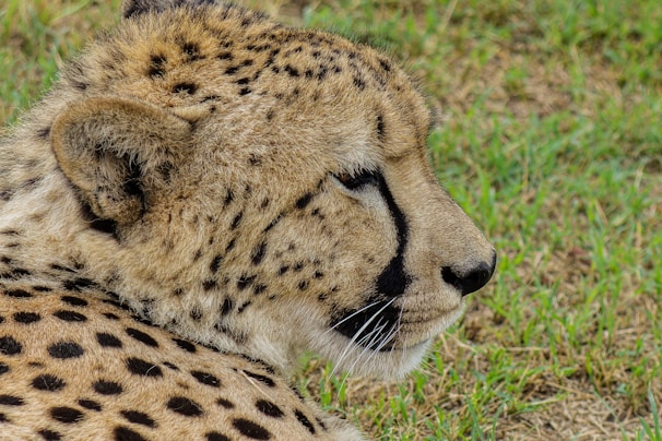A close-up of a cheetah resting under acacia trees during a safari in the Maasai Mara.