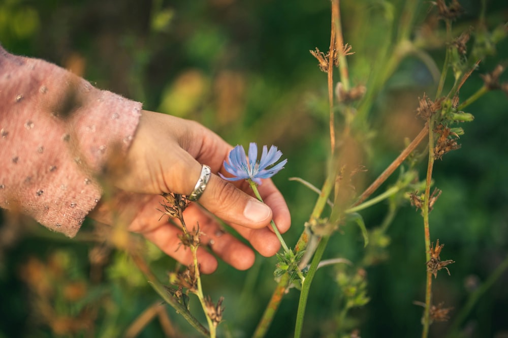 papillon bleu perché sur la main des personnes