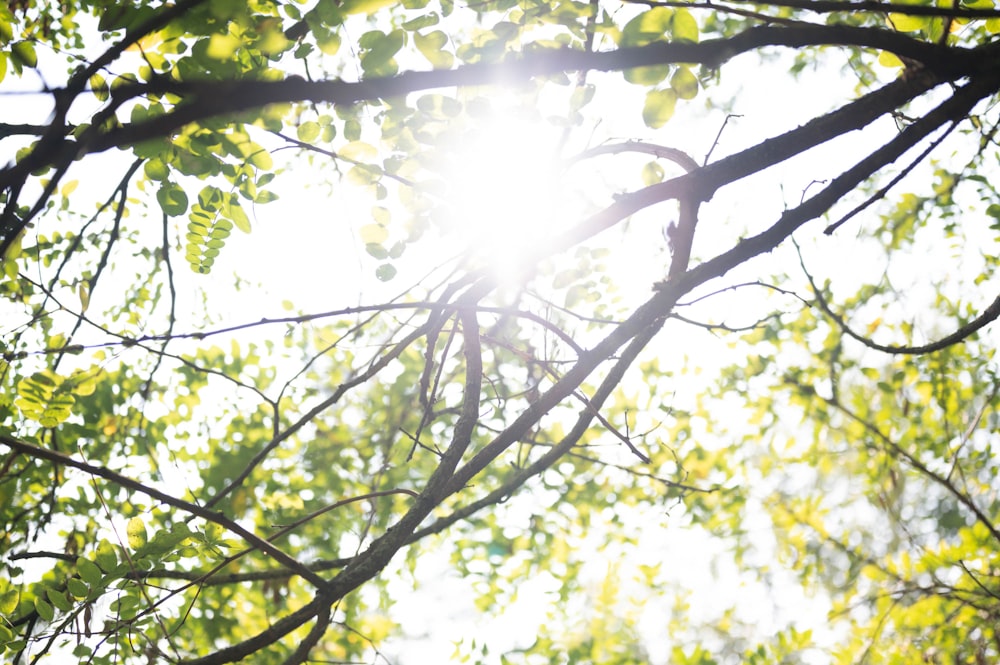 albero a foglia verde durante il giorno