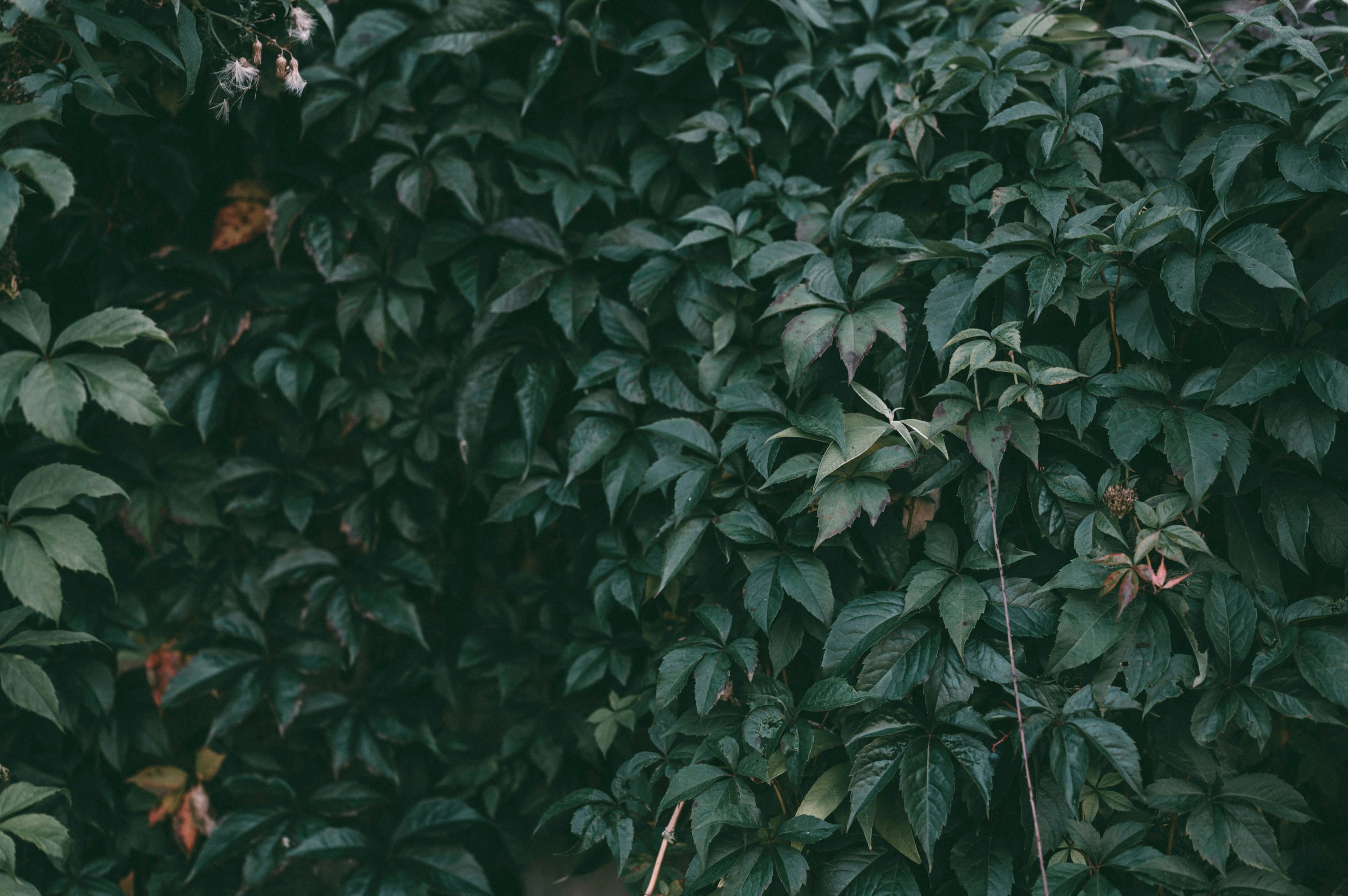 green leaves plant during daytime