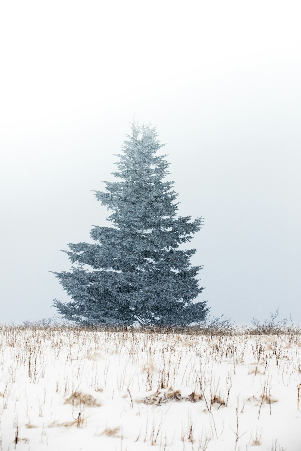 green pine tree covered with snow