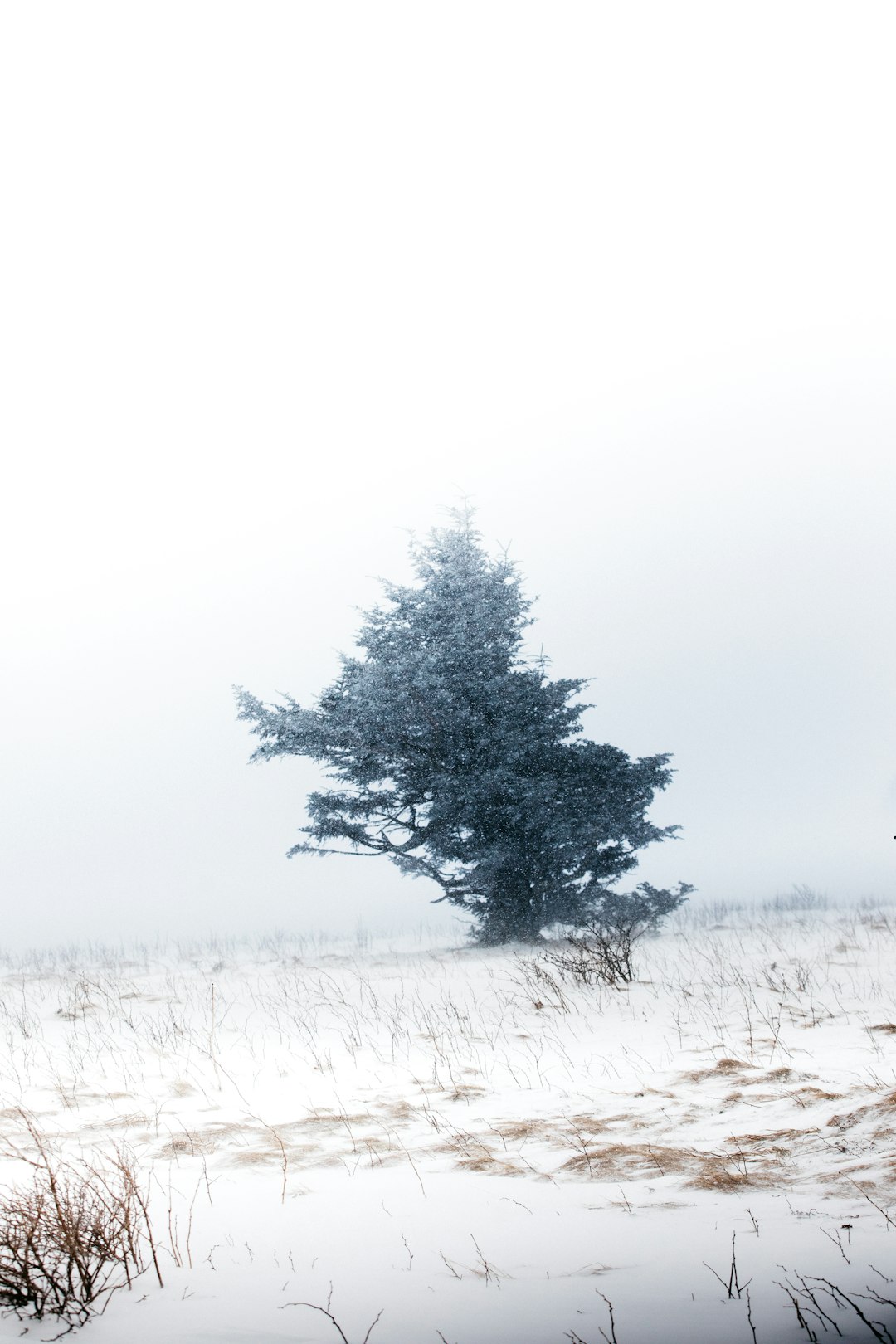 snow covered trees during daytime