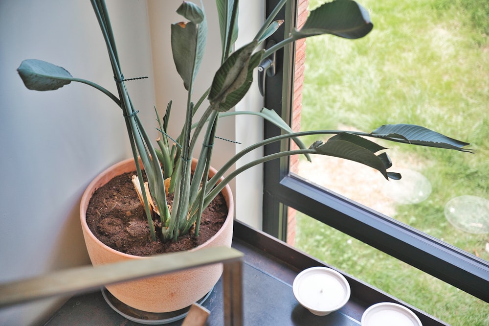 green plant on brown clay pot