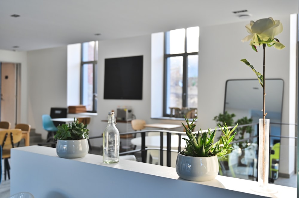 green potted plant on white table