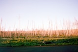 A forest landscape filled with thin, tall, leafless trees stretching across the scene. The trees appear to be in a state of regrowth or recovery, with a mix of greenery at the base and a pale blue sky overhead.