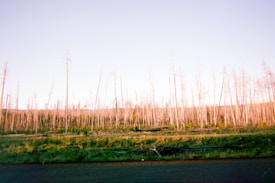A forest landscape filled with thin, tall, leafless trees stretching across the scene. The trees appear to be in a state of regrowth or recovery, with a mix of greenery at the base and a pale blue sky overhead.