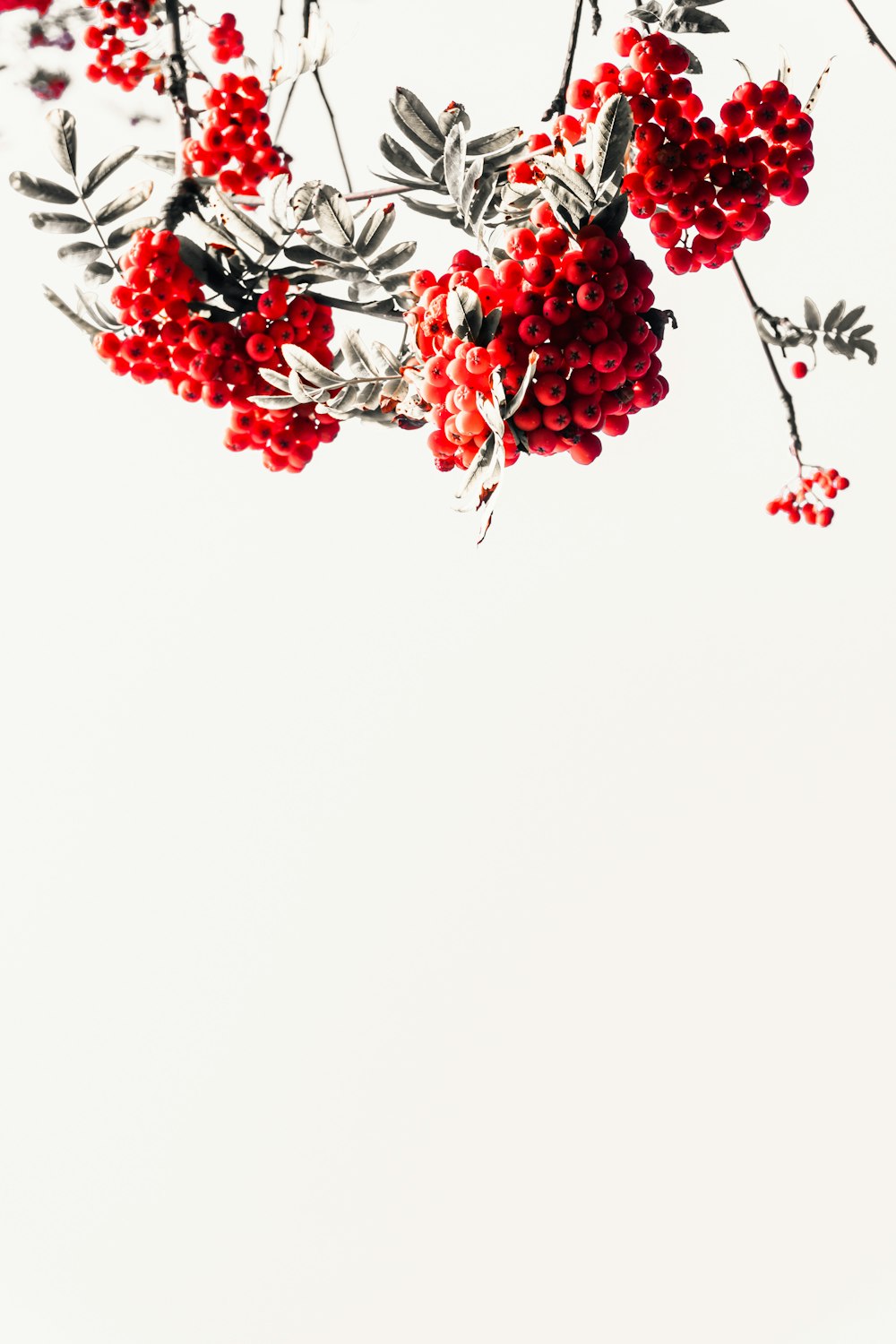 illustration florale rouge et verte