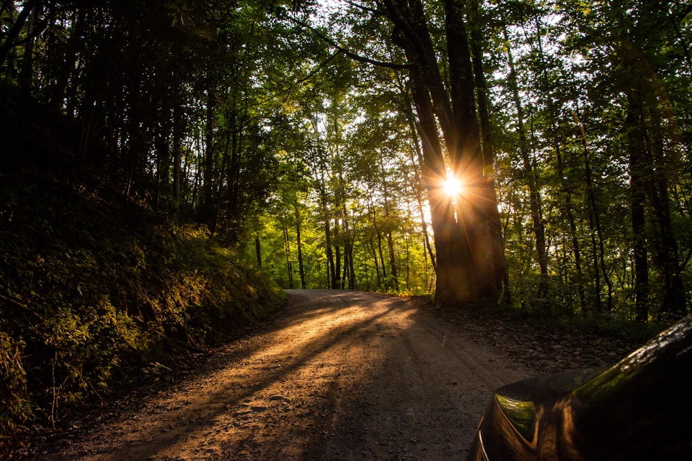 green trees and brown dirt road during daytime