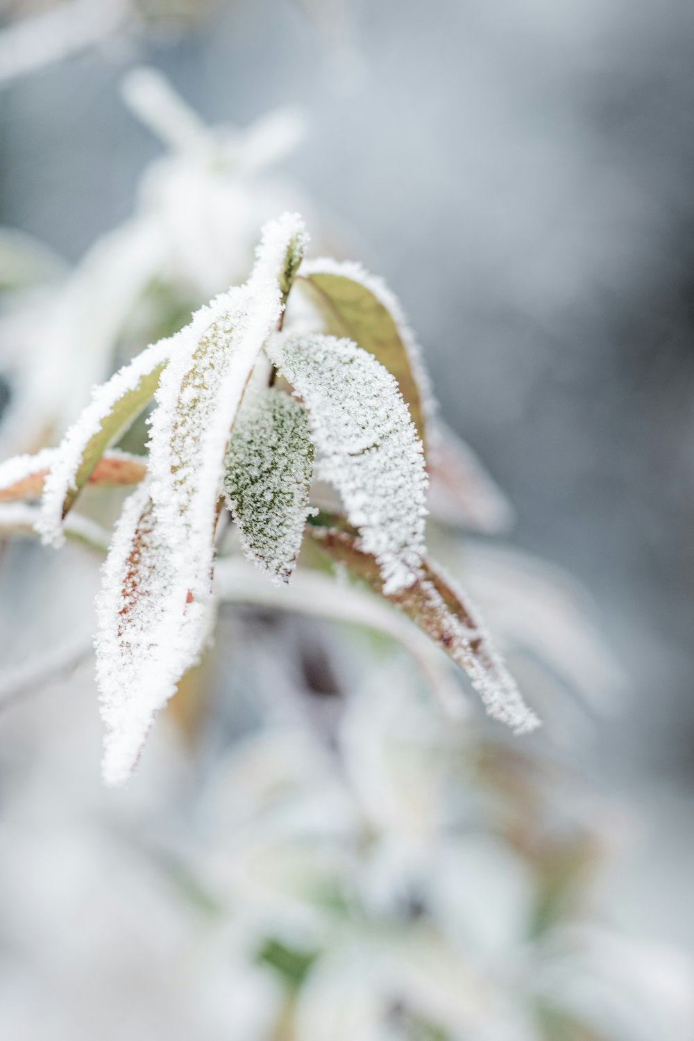 green leaf covered with snow