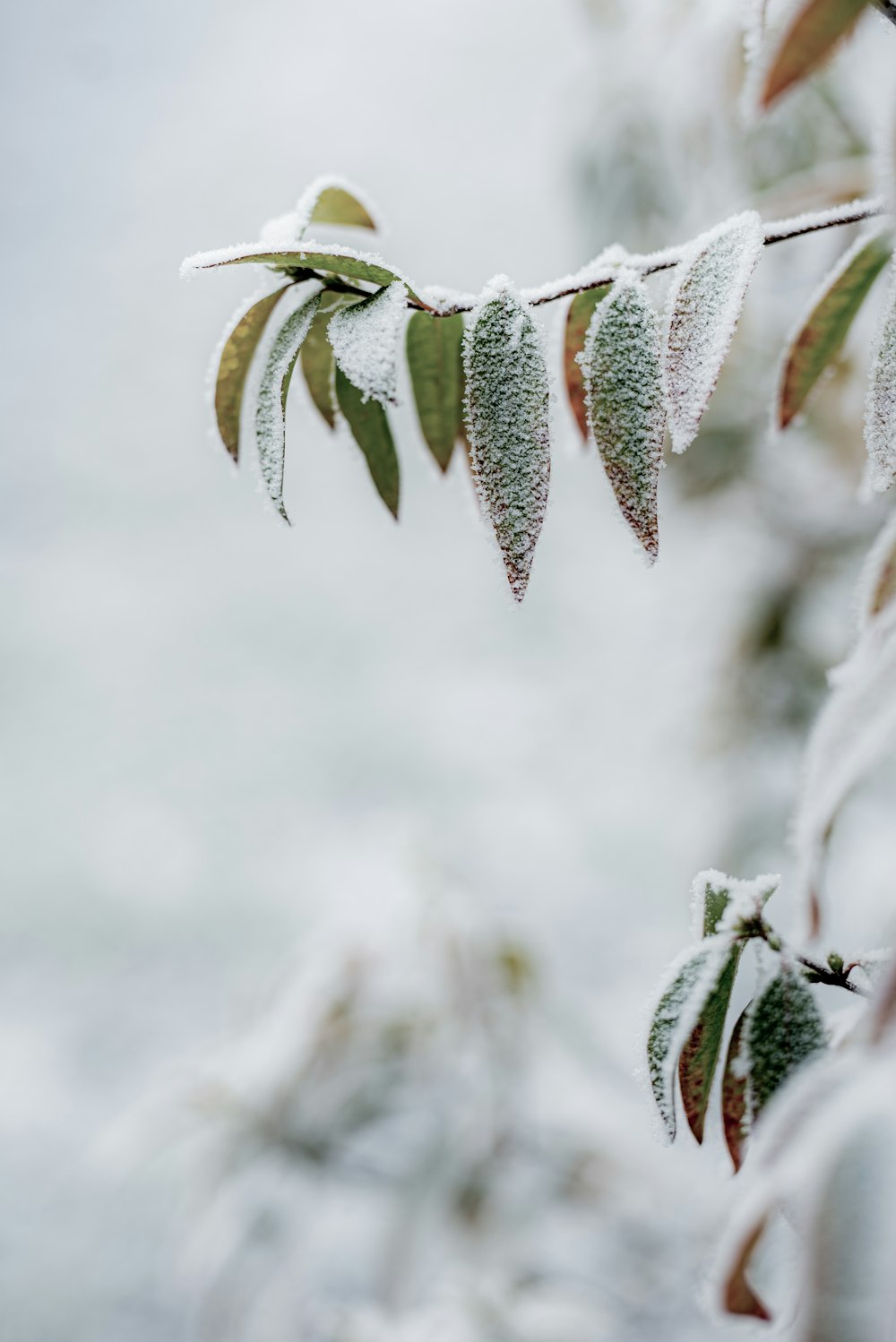 green plant covered with snow