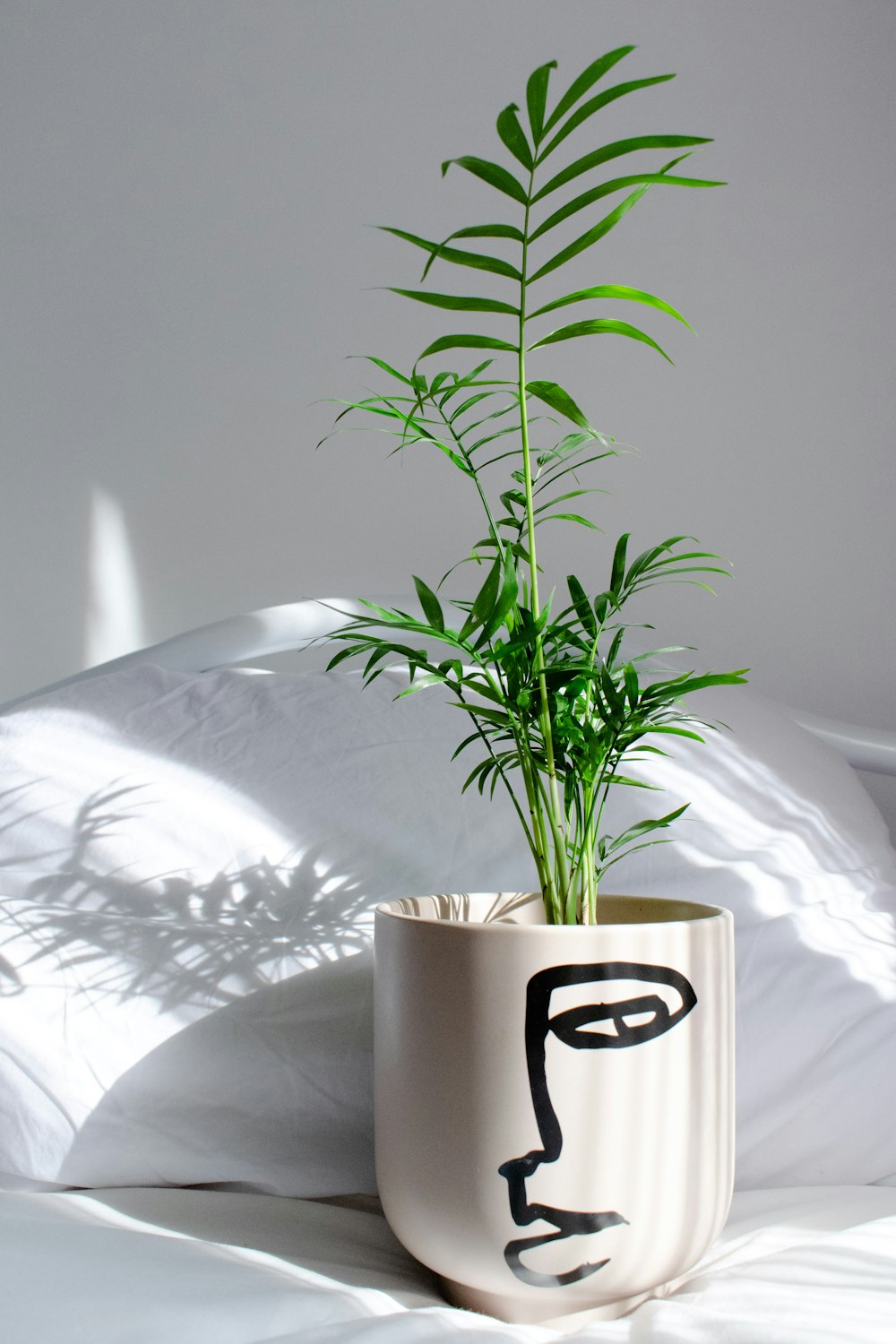 green plant on white ceramic pot