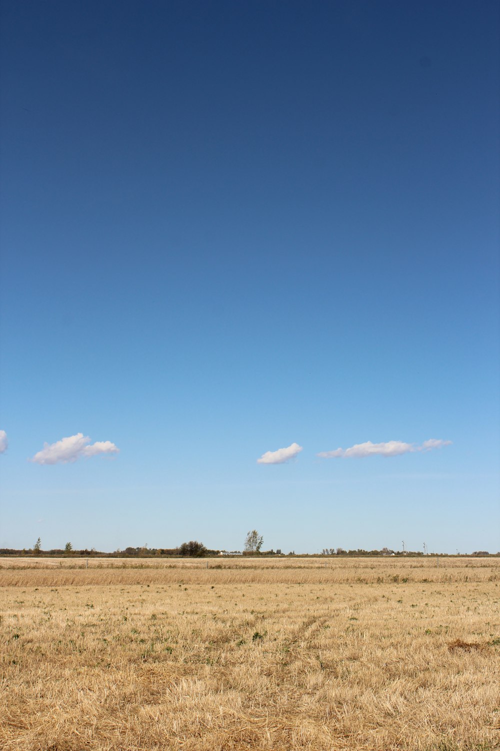 brown field under blue sky during daytime