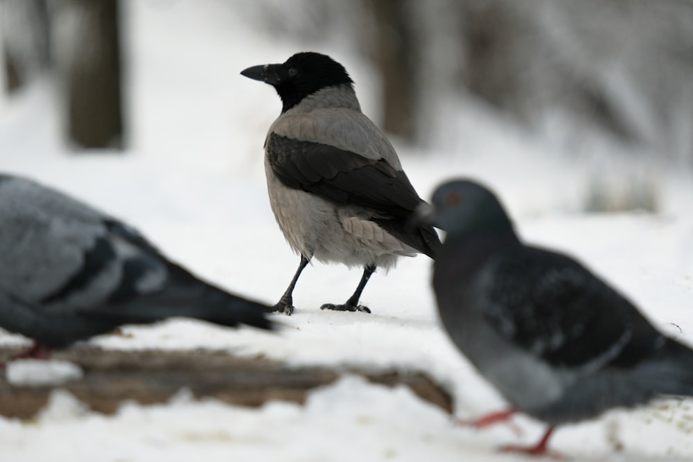two black and white birds on snow covered ground during daytime