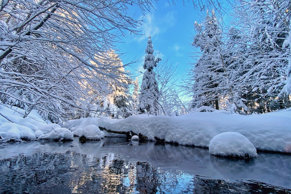 snow covered trees near river during daytime